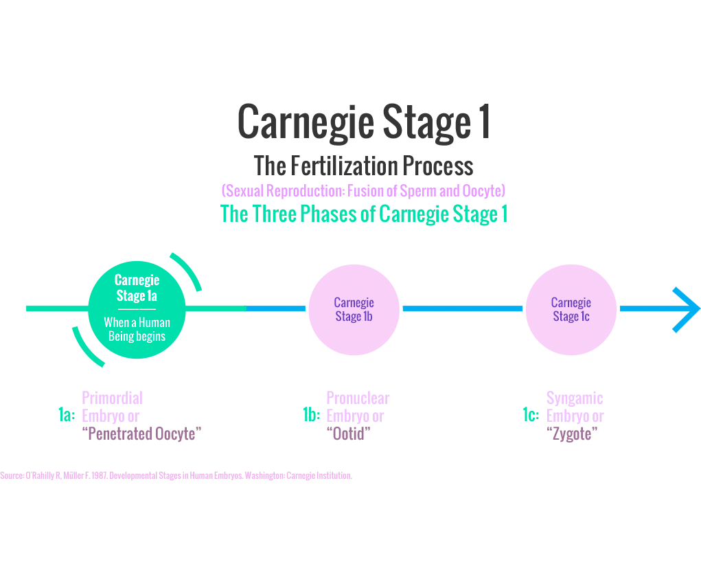 Carnegie Stages of Human Embryonic Development