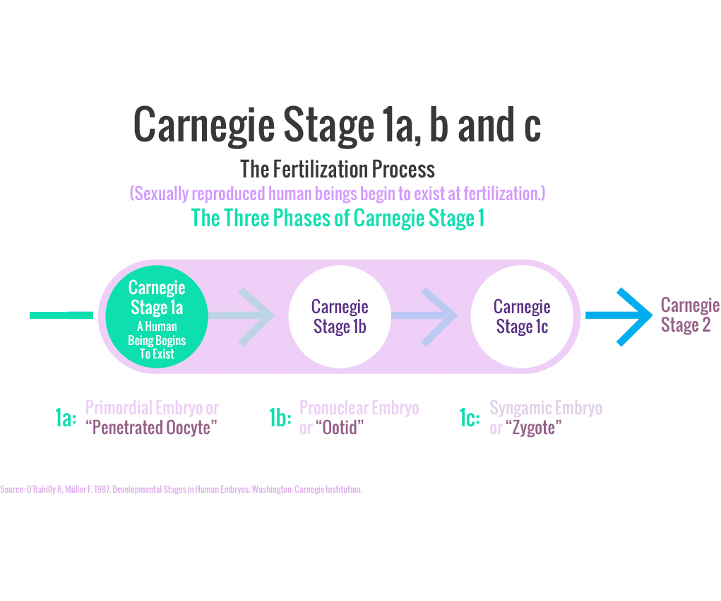 Carnegie Stages of Human Embryonic Development