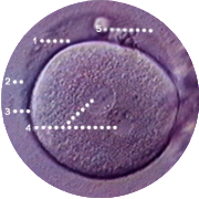 unique genetic makeup