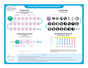 Carnegie Stages & Continuum Wall Chart/Poster