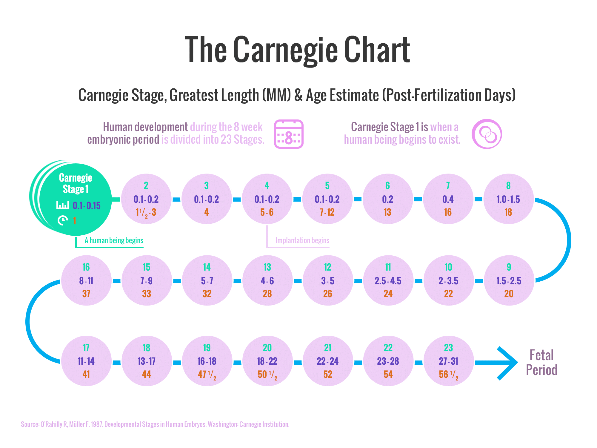 The Carnegie Stages of Human Embryonic Development