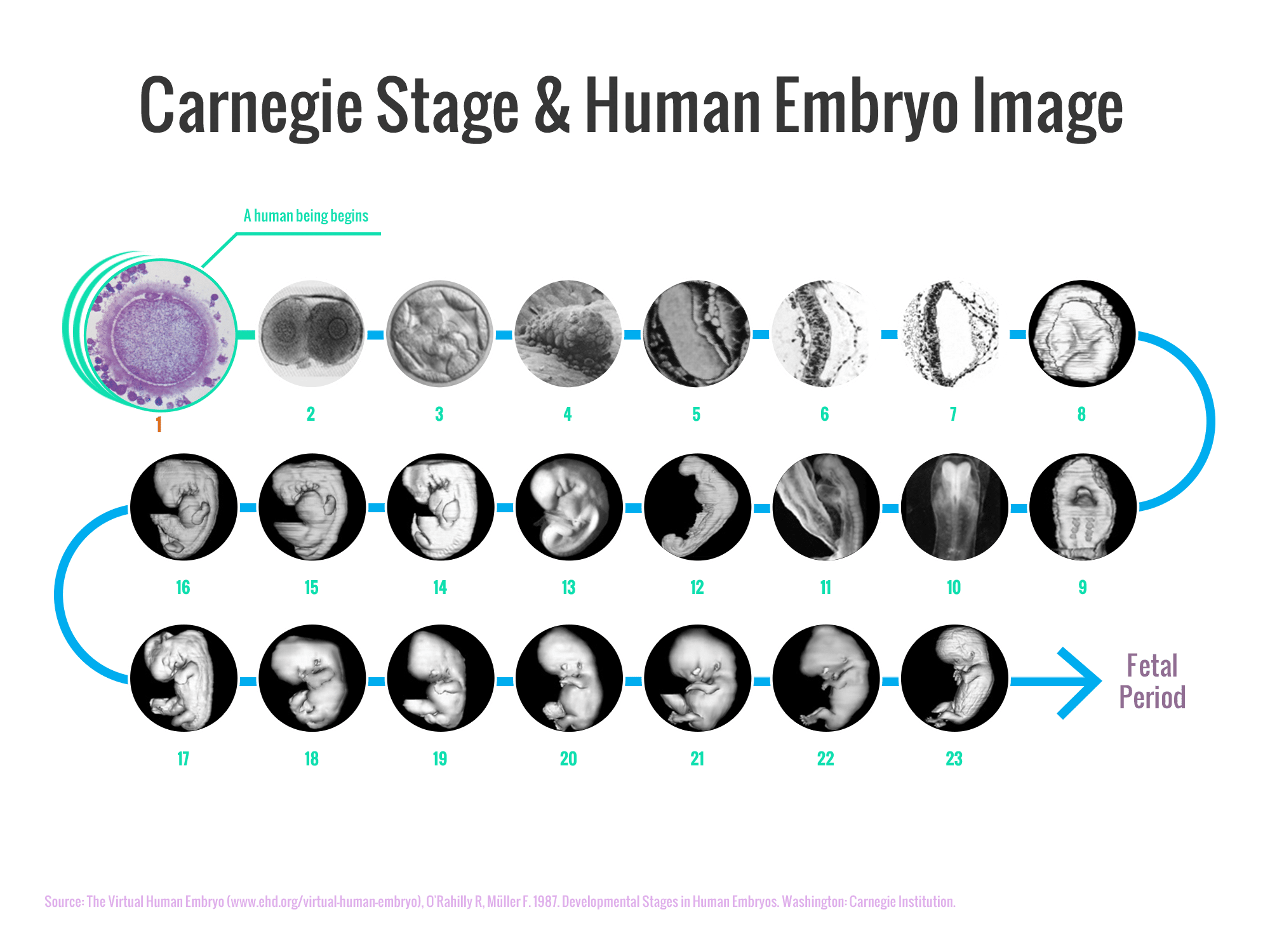 The Carnegie Stages of Human Embryonic Development