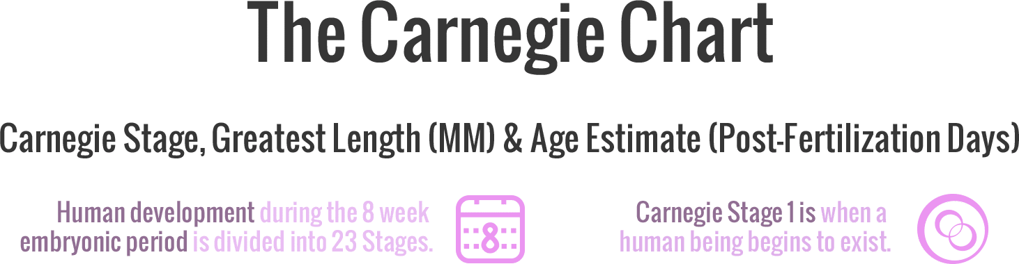 Carnegie Stages of Human Embryonic Development